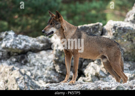 Iberischen Wolf auf der Spitze des Felsens Stockfoto