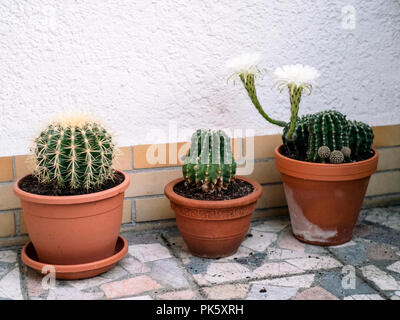 Echinopsis Kakteen blühen Stockfoto