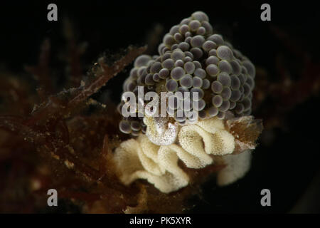 Nacktschnecke Doto sp mit Eiern. Bild wurde in Lembeh, Indonesien Stockfoto