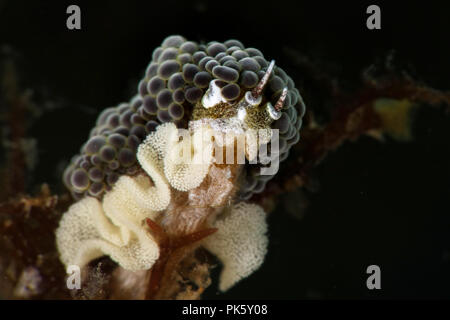 Nacktschnecke Doto sp mit Eiern. Bild wurde in Lembeh, Indonesien Stockfoto