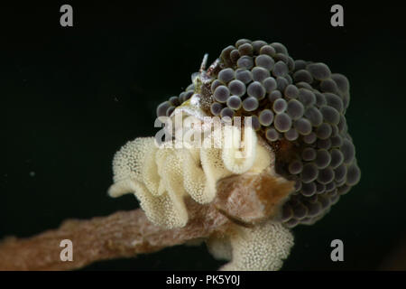 Nacktschnecke Doto sp mit Eiern. Bild wurde in Lembeh, Indonesien Stockfoto