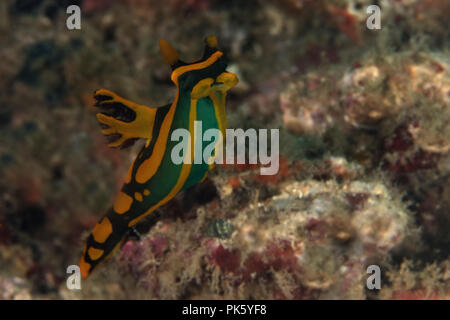 Nacktschnecke Tambja gabrielae. Bild wurde in Lembeh Strait, Indonesien Stockfoto