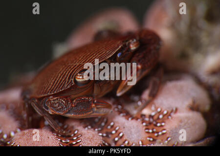 Krabbe Lissocarcinus arkati. Bild wurde in Lembeh, Indonesien Stockfoto