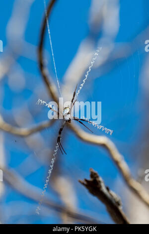 Australien, Westaustralien, Vansittart Bay, Jar Insel aka Ngula. St. Andrew's Cross spider (Argiope aetherea) eine große orb Web spider. Stockfoto