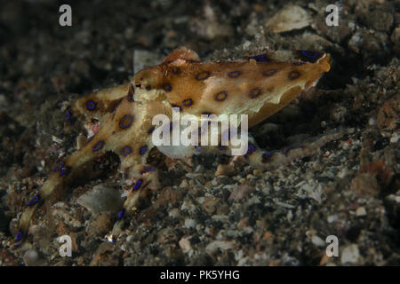 Blue ring Octopus (Hapalochlaena lunulata). Bild wurde in Lembeh Strait, Indonesien Stockfoto