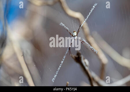Australien, Westaustralien, Vansittart Bay, Jar Insel aka Ngula. St. Andrew's Cross spider (Argiope aetherea) eine große orb Web spider. Stockfoto