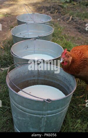 Rotes Hähnchen, das an einem späten Sommertag frische, nicht pasteurisierte Milch aus einem Melkeimer aus Metall trinkt. Stockfoto