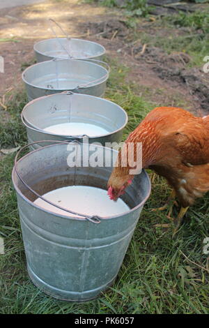 Rotes Hähnchen, das an einem späten Sommertag frische, nicht pasteurisierte Milch aus einem Melkeimer aus Metall trinkt. Stockfoto