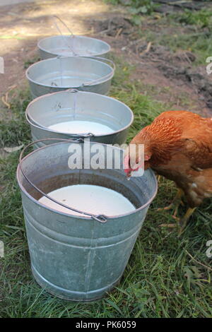 Rotes Hähnchen, das an einem späten Sommertag frische, nicht pasteurisierte Milch aus einem Melkeimer aus Metall trinkt. Stockfoto