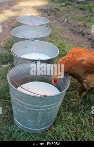 Rotes Hähnchen, das an einem späten Sommertag frische, nicht pasteurisierte Milch aus einem Melkeimer aus Metall trinkt. Stockfoto