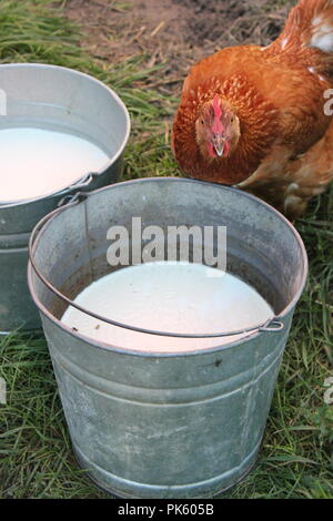 Rotes Hähnchen, das an einem späten Sommertag frische, nicht pasteurisierte Milch aus einem Melkeimer aus Metall trinkt. Stockfoto