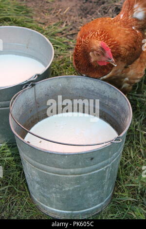 Rotes Hähnchen, das an einem späten Sommertag frische, nicht pasteurisierte Milch aus einem Melkeimer aus Metall trinkt. Stockfoto