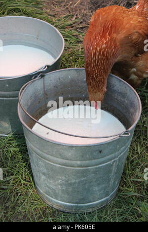 Rotes Hähnchen, das an einem späten Sommertag frische, nicht pasteurisierte Milch aus einem Melkeimer aus Metall trinkt. Stockfoto