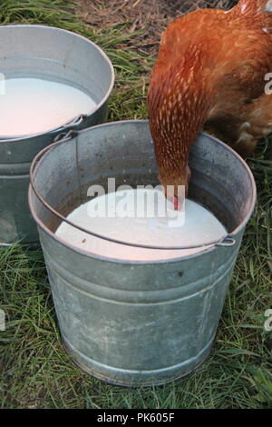 Rotes Hähnchen, das an einem späten Sommertag frische, nicht pasteurisierte Milch aus einem Melkeimer aus Metall trinkt. Stockfoto