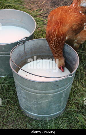 Rotes Hähnchen, das an einem späten Sommertag frische, nicht pasteurisierte Milch aus einem Melkeimer aus Metall trinkt. Stockfoto