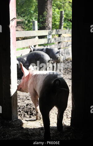 Hausschweine, die an einem Spätsommertag auf der Farm um ihren schlammigen Schweinestall herumlaufen. Stockfoto