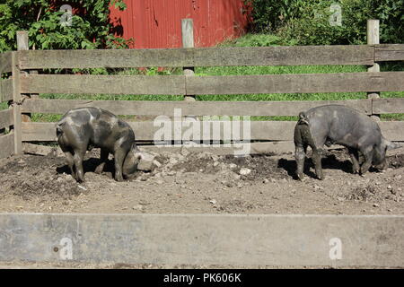 Hausschweine, die an einem Spätsommertag auf der Farm um ihren schlammigen Schweinestall herumlaufen. Stockfoto