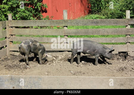 Hausschweine, die an einem Spätsommertag um ihren schlammigen Schweinestall herumlaufen. Stockfoto