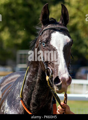Porträt einer Achal Tekkiner Pferde nach dem Rennen. Stockfoto