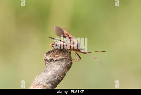 Eine hübsche Western Nadelbaum Same Bug (Leptoglossus occidentalis) Coreidae Anzeige auf einen Zweig. Stockfoto