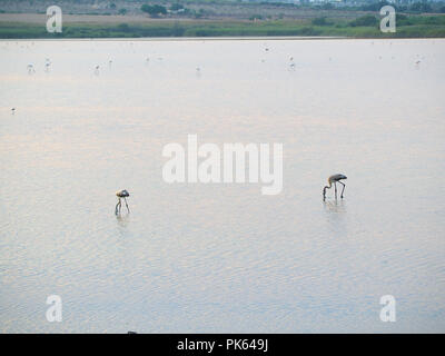 Schuß von Flamingos in einem Sommer Sonnenuntergang am Granelli Naturpark Park. Sizilien, Italien Stockfoto