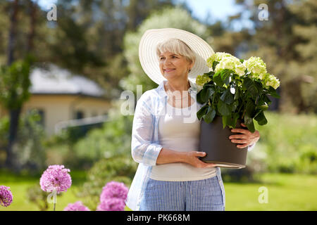 Alte Frau mit Hortensie Blume am Sommer, Garten Stockfoto