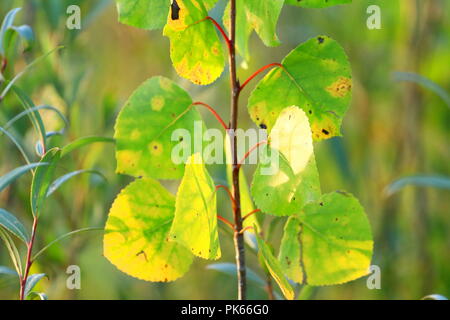 Fall is coming, colors changing on leaves Stockfoto