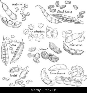 Hülsenfrüchte handgezeichnete Illustrationen. Nüsse, Erbsen, Bohnen, Hülsen und Schalen Skizzen auf weißem Hintergrund. Stock Vektor