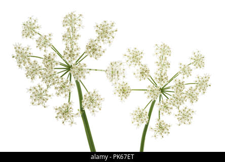 Angelica Archangelica Blumen isoliert auf weißem Hintergrund Stockfoto