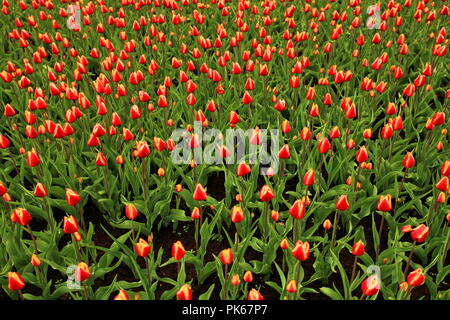 Das riesige Gebiet der hellen Tulpen Stockfoto