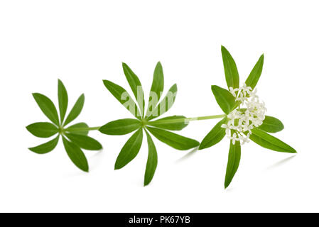 Frischen Waldmeister mit Blumen isoliert auf weißem Hintergrund Stockfoto