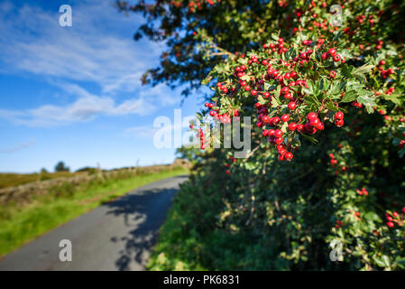 Reif Weißdorn-Beeren, Rosa Moschata, und Blätter im Spätsommer, Yorkshire Dales, England, UK. Stockfoto