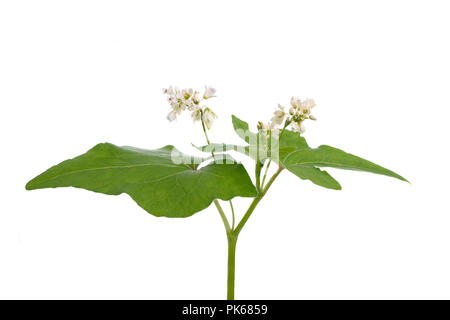 Buchweizen-Blumen isoliert auf weißem Hintergrund Stockfoto