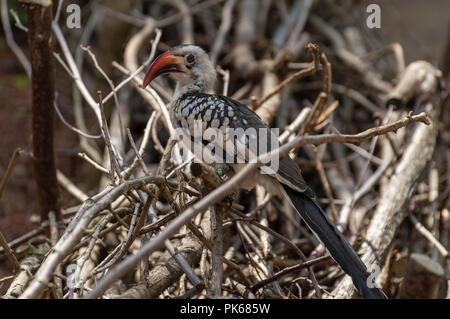 Ein Profil Schuß eines Von der Decken Hornbill. Stockfoto