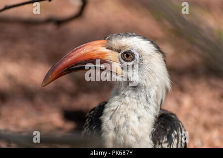 Eine Nahaufnahme Profil Kopf schoss einer von der Decken Hornbill. Stockfoto