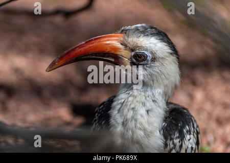 Eine Nahaufnahme Profil Kopf schoss einer von der Decken Hornbill. Stockfoto