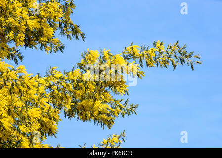 Mimosa (Silber wattle) auf blauen Himmel Stockfoto