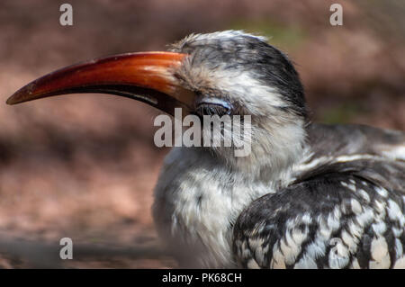 Eine Nahaufnahme Profil Kopf schoss einer von der Decken Hornbill. Stockfoto