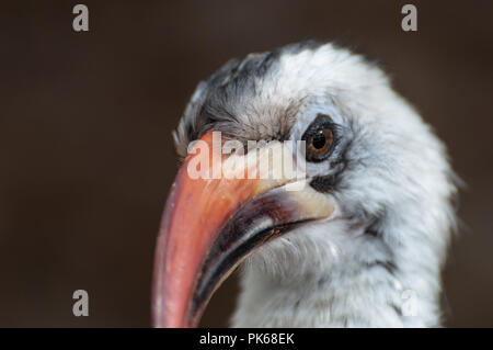 Eine Nahaufnahme Profil Kopf schoss einer von der Decken Hornbill. Stockfoto