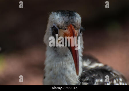 Eine Nahaufnahme Profil Kopf schoss einer von der Decken Hornbill. Stockfoto