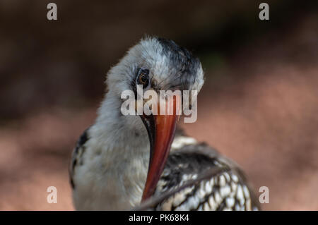 Eine Nahaufnahme Profil Kopf schoss einer von der Decken Hornbill. Stockfoto