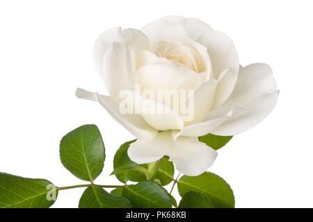 Weiße Rose Blume auf weißem Hintergrund Stockfoto