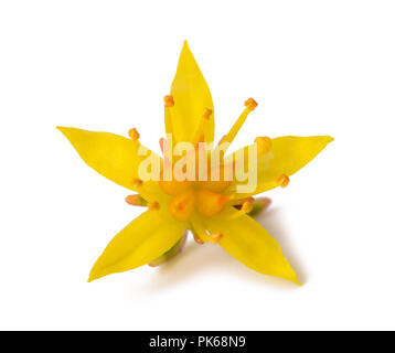 Sedum Blume auf weißem Hintergrund Stockfoto