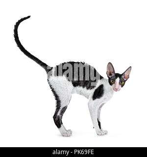 Erstaunlich schwarz bicolor Cornish Rex Katze Kätzchen stehendes Mädchen Seite Möglichkeiten mit Schwanz heftig in der Luft, auf der Suche neugierig gerade an der Kamera isoliert auf weißem Stockfoto