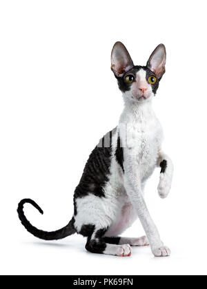 Erstaunlich schwarz bicolor Cornish Rex Katze Kätzchen Mädchen sitzt seitlich mit Schwanz hinter Körper und eine vordere Pfote gehoben, schauen neugierig neben Kamera Stockfoto