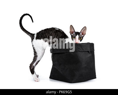 Erstaunlich schwarz bicolor Cornish Rex Katze Kätzchen stehendes Mädchen wit Vorderpfoten in schwarz Tasche und Schwanz gerade nach oben, schauen neugierig über den Rand der Tasche Stockfoto