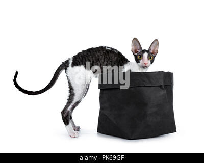 Erstaunlich schwarz bicolor Cornish Rex Katze Kätzchen stehendes Mädchen wit Vorderpfoten in schwarz Tasche und Schwanz hinunter und schaute neugierig in die Kamera auf einem weißen Ba isoliert Stockfoto