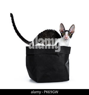 Erstaunlich schwarz bicolor Cornish Rex Katze Kätzchen stehendes Mädchen in schwarzen Tasche mit allen Pfoten und Schwanz in der Luft und schaute neugierig in die Kamera isoliert auf weißem Stockfoto