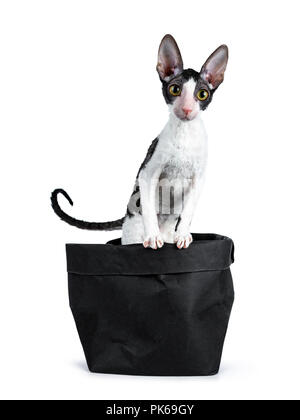 Erstaunlich schwarz bicolor Cornish Rex Katze Kätzchen stehendes Mädchen in schwarz Beutel mit den Vorderpfoten an der Kante der Tasche und schaute neugierig in die Kamera isoliert auf einem weißen Stockfoto