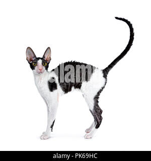 Erstaunlich schwarz bicolor Cornish Rex Katze Kätzchen stehendes Mädchen Seite Möglichkeiten mit Schwanz heftig in der Luft, auf der Suche neugierig gerade an der Kamera isoliert auf weißem Stockfoto